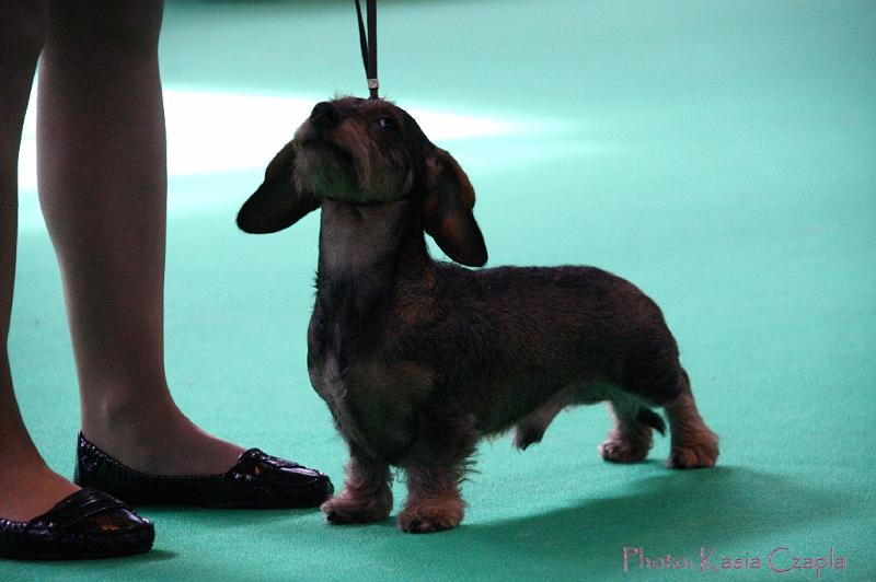 Crufts2011_2 898.jpg